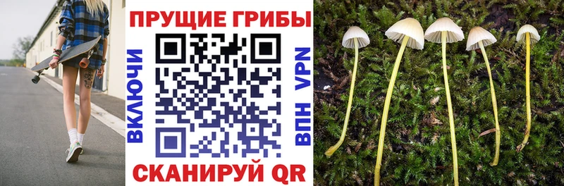 Псилоцибиновые грибы Psilocybe  Купить где  Крымск 